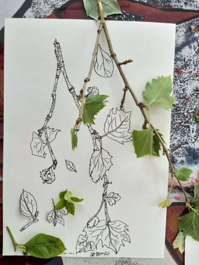 儿童画 写生 速写 线描 静物 蔬菜 水果 花卉 人物 水粉 油画棒 重彩