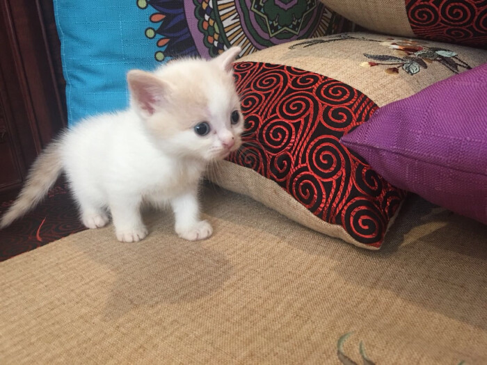 我家小猫满月了!