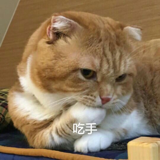 壁纸 动物 狗 狗狗 猫 猫咪 小猫 桌面 700_700