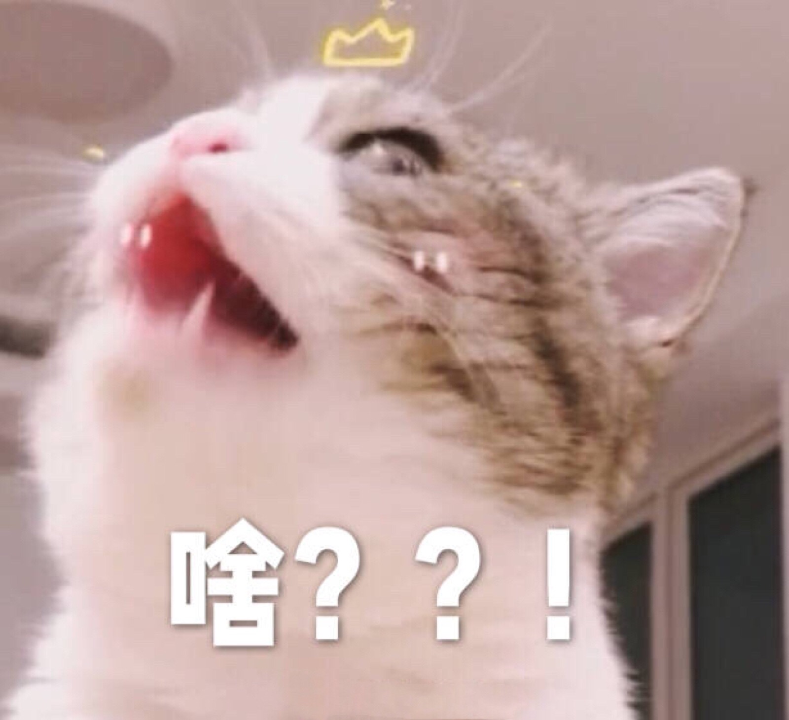 表情包哟～猫啥?黑人问号 惊叹
