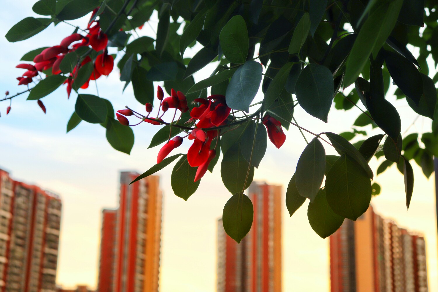 一花一世界,一叶一菩提