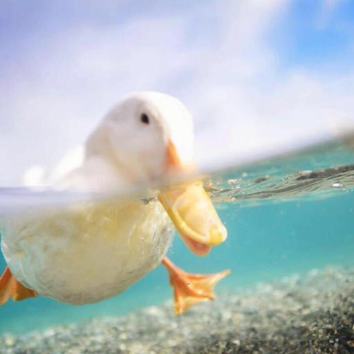 白鸭子头像可爱图片