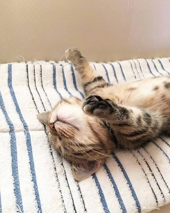 小猫咪睡觉姿势图片