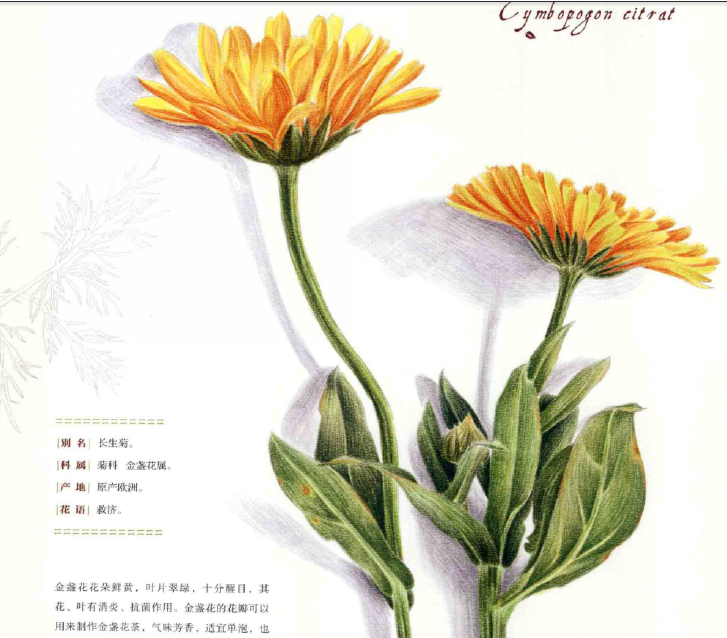 彩铅花卉