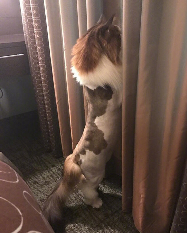 缅因猫剃完毛后,还是真胖.