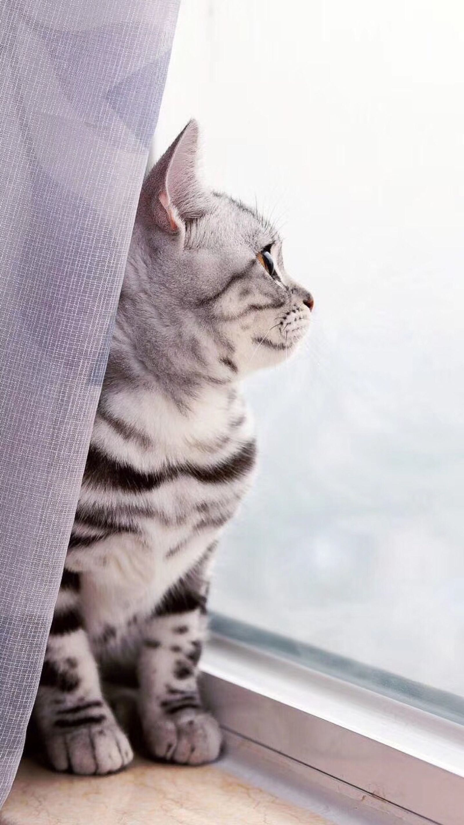 苹果壁纸,小猫咪