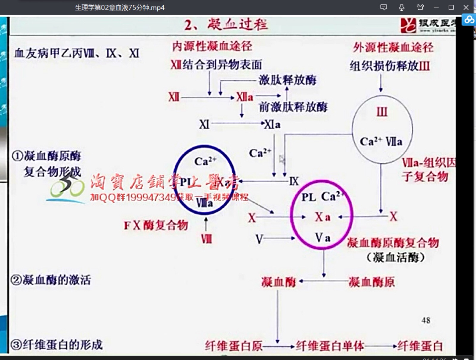 凝血因子&凝血过程
