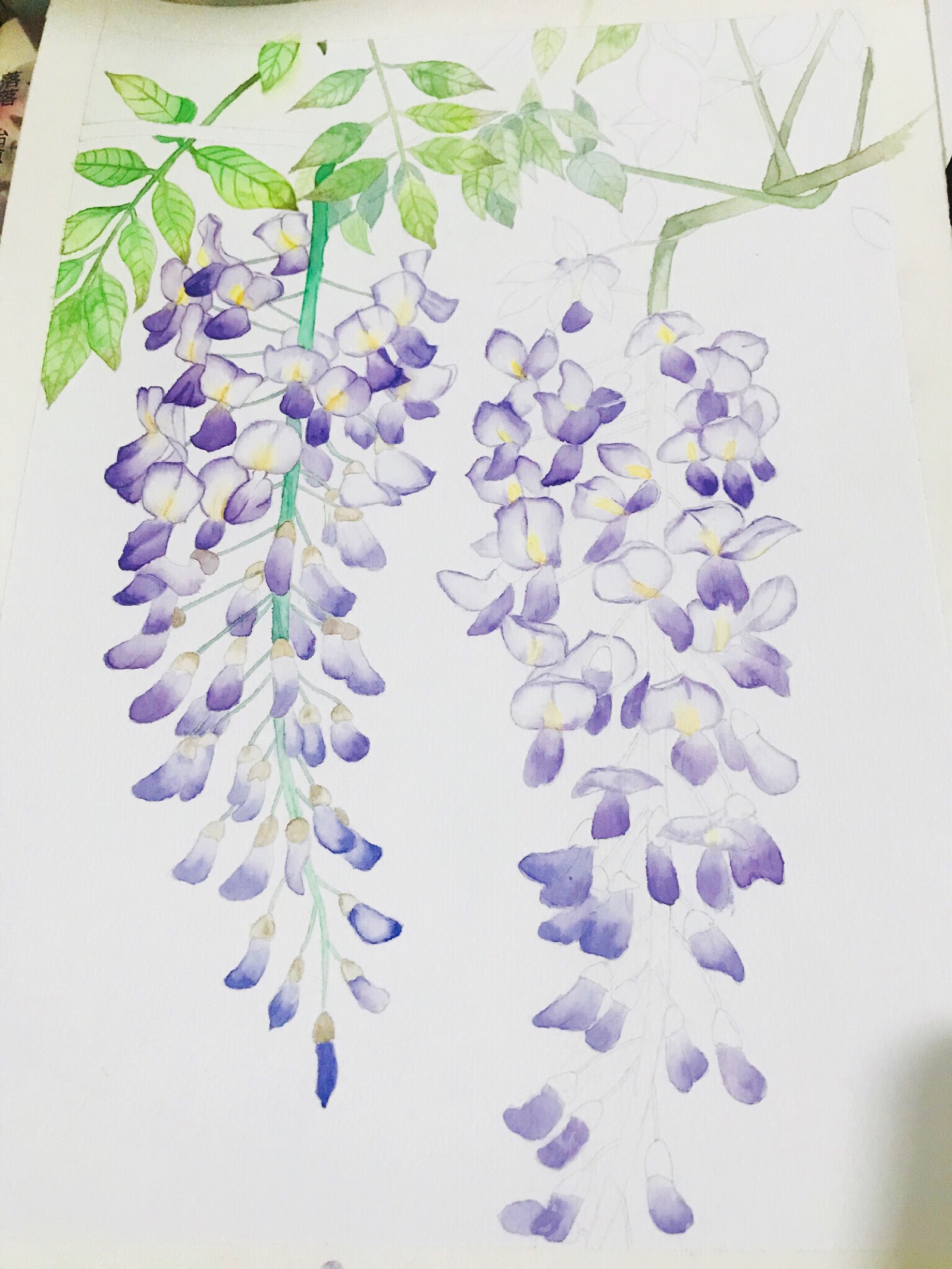 紫藤花涂色图片