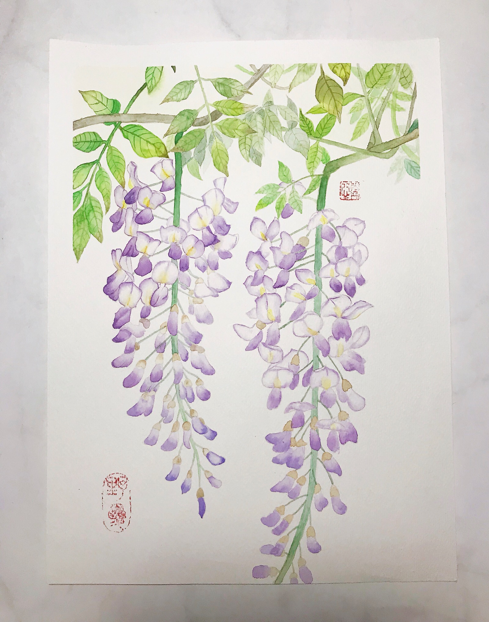 紫藤花彩铅画图片