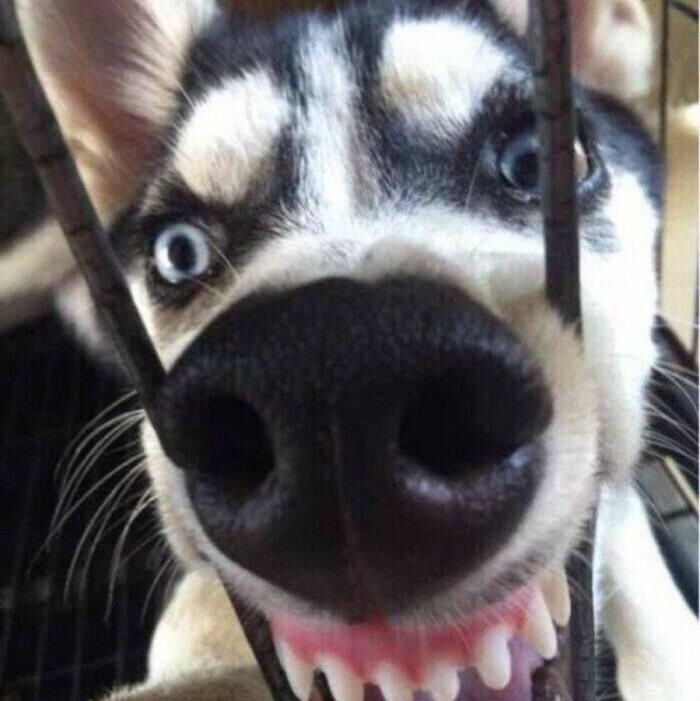 狗子搞笑头像图片图片