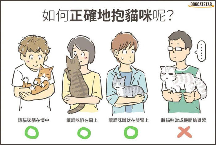 抱起猫咪的正确姿势图片