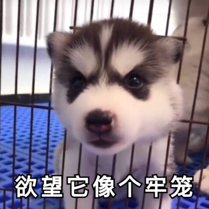 无系列单图战斗力爆喜欢情,老规矩有表表图片表情包同乐的图片