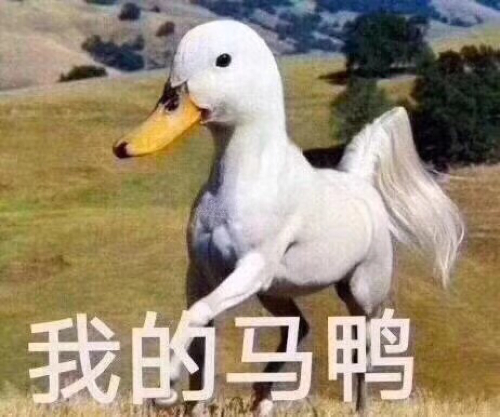 鸭子表情包
