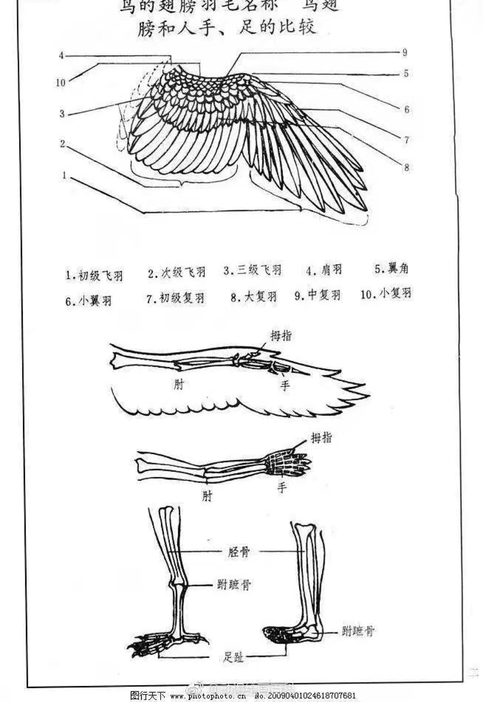 鸟的画法 翅膀图片