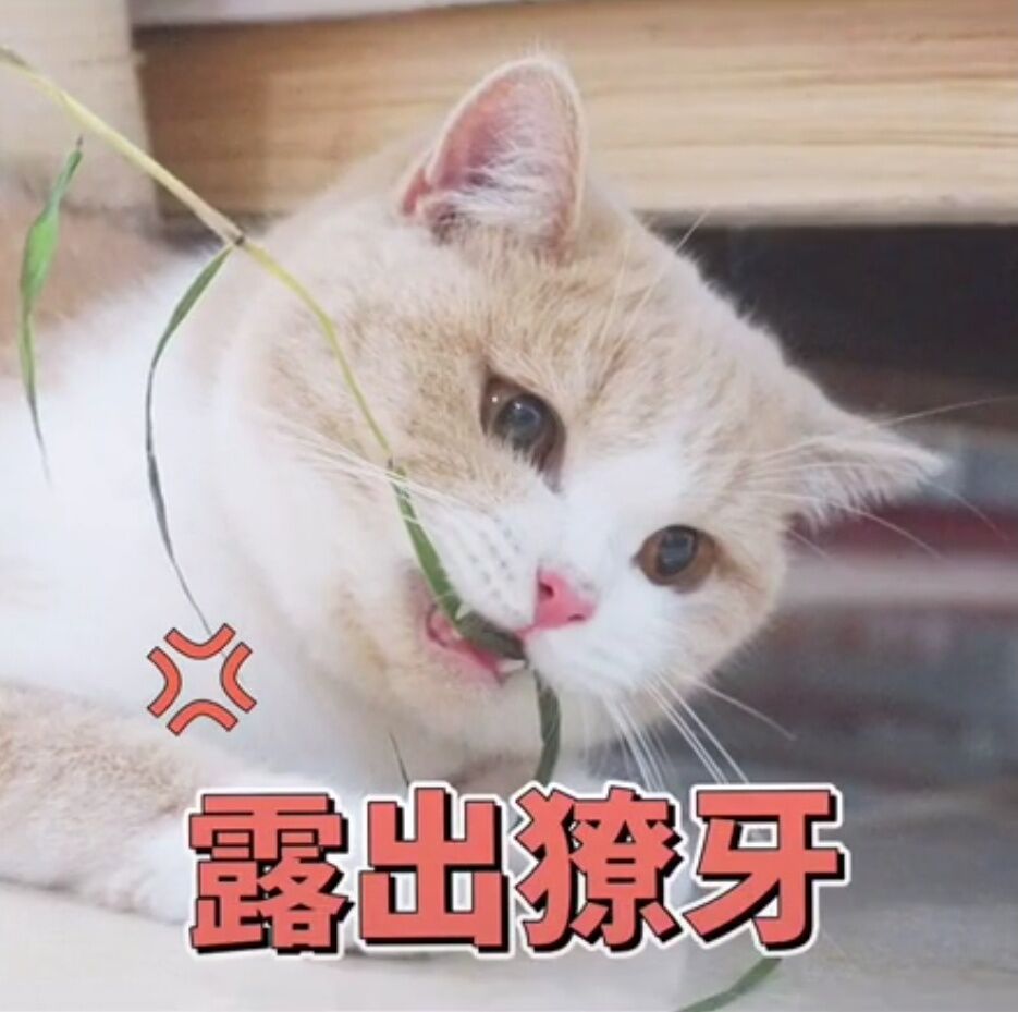 蜜桃喵表情包合集