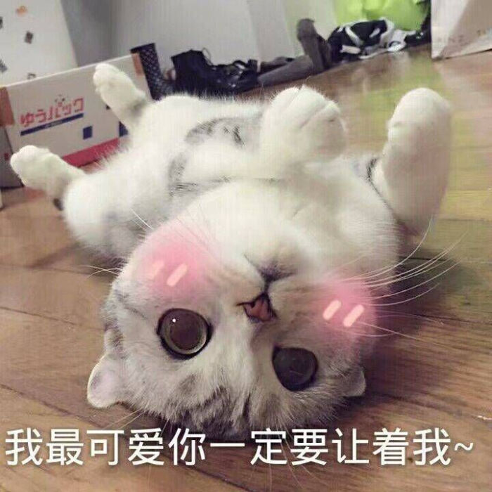 猫咪表情包,撩人