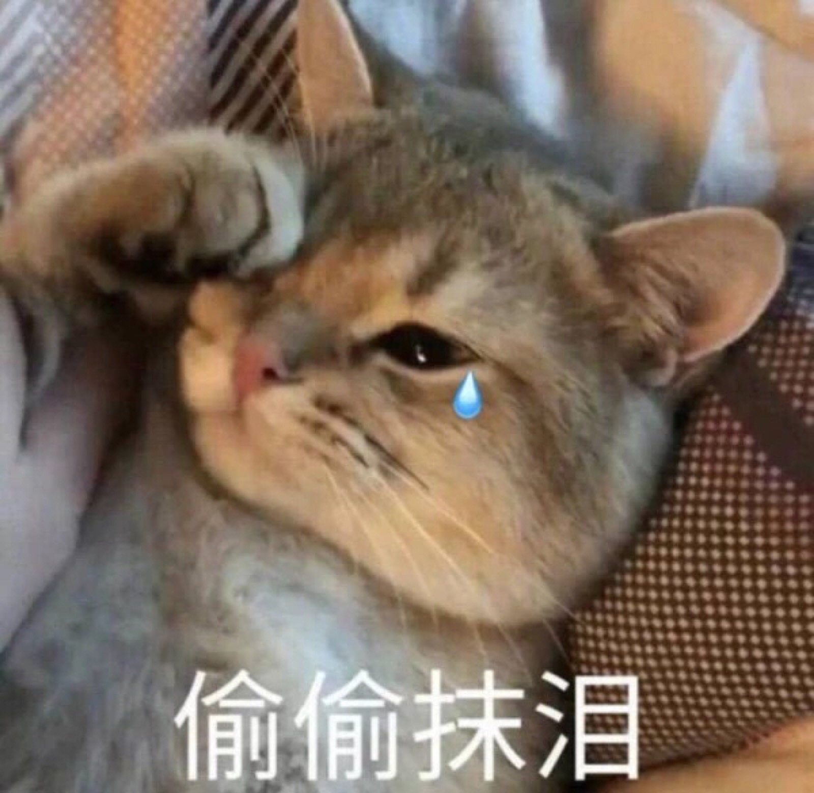 爱你 表情包 猫咪 给你小心心