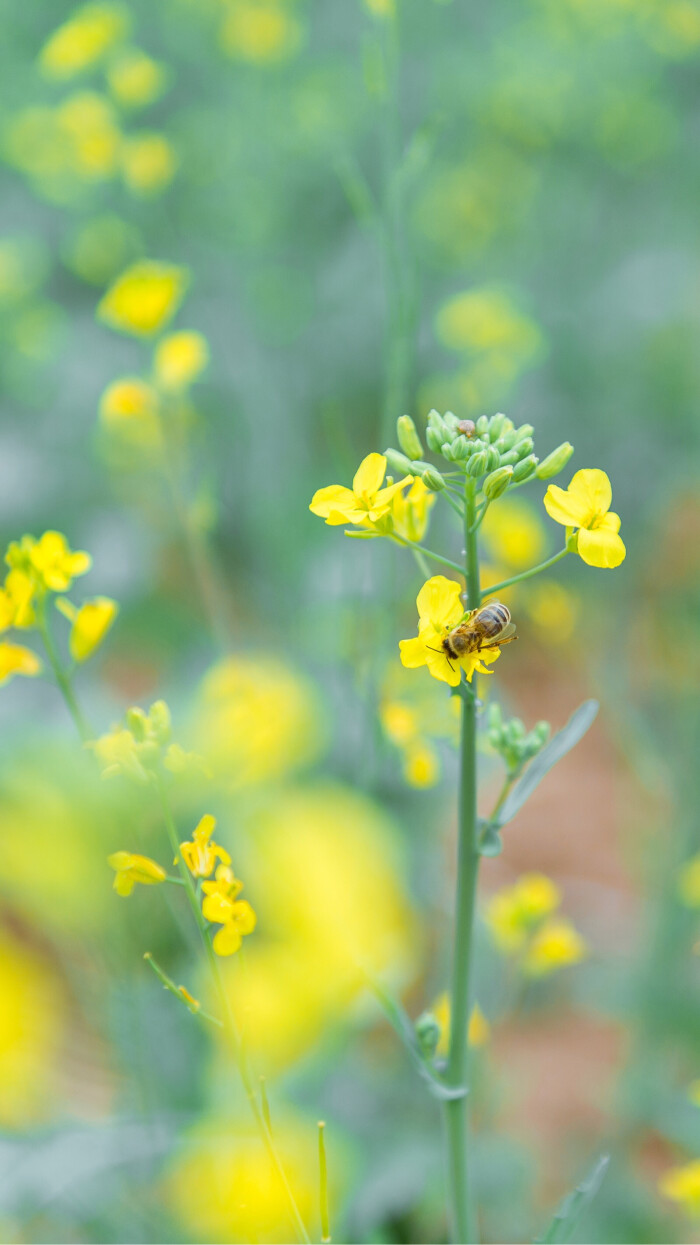 记录生活中的小确幸,分享原创iphone壁纸～-堆糖,美好生活研究所