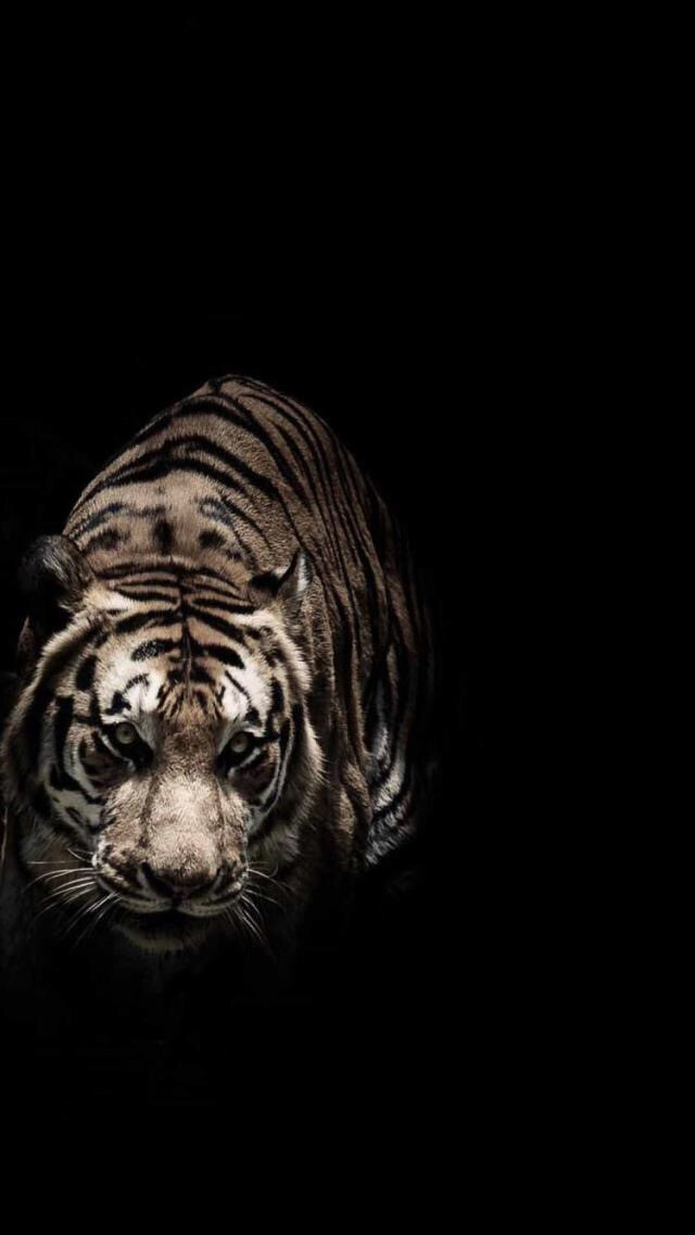 壁纸 猛虎