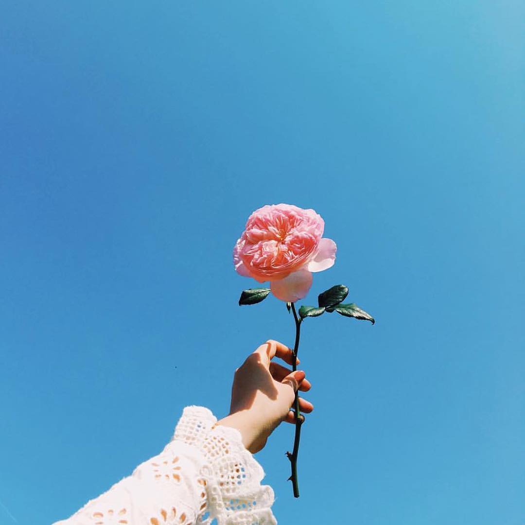 壁纸,花,天空 (图源ins,侵删致歉)