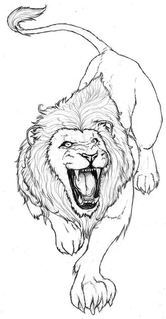 狮子侧面画法图片