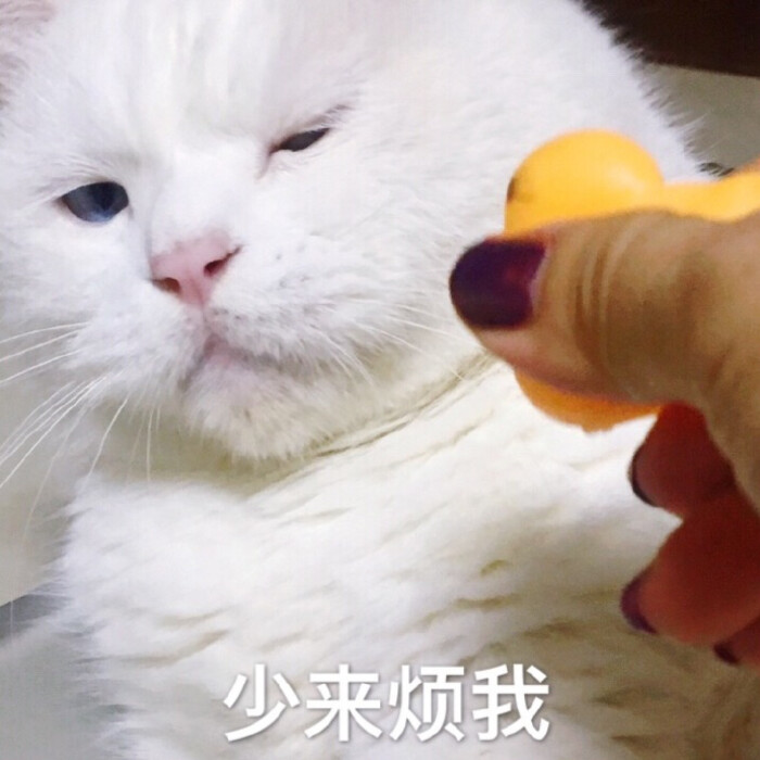 猫咪表情包