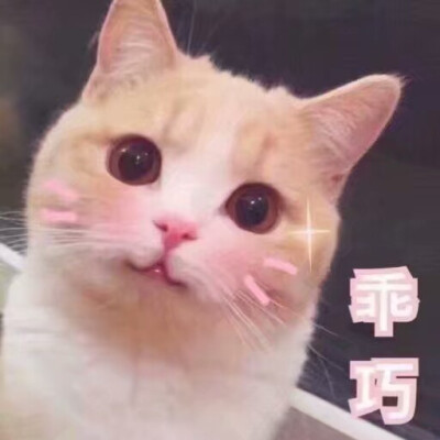 猫咪狗狗老鼠鸭子表情包可爱蠢萌套路小表情大表情打电话表情包小猪