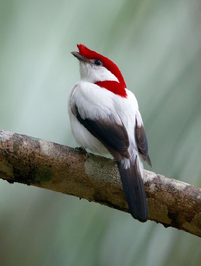 【阿拉里皮娇鹟】araripe manakin,盔娇鹟属,极危