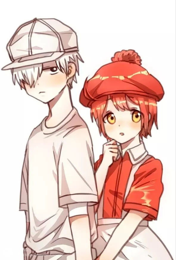 工作细胞-白细胞 红细胞