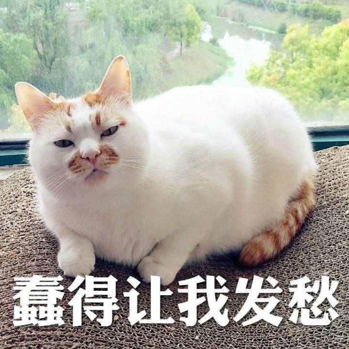 楼楼表情包