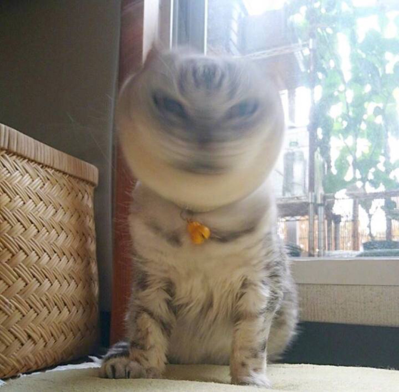 沙雕猫猫