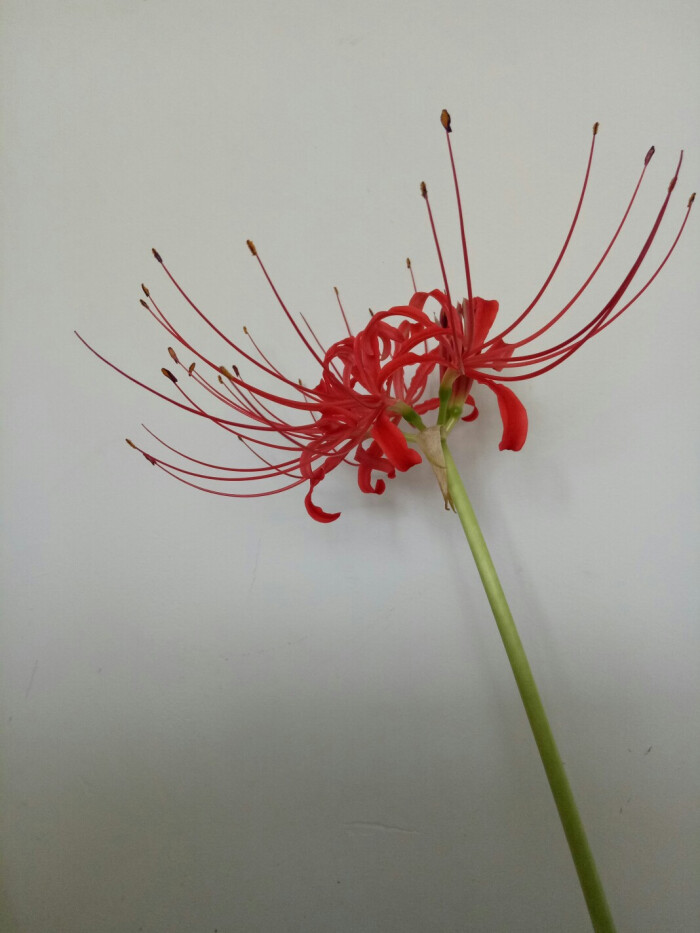 彼岸花又名曼珠沙华