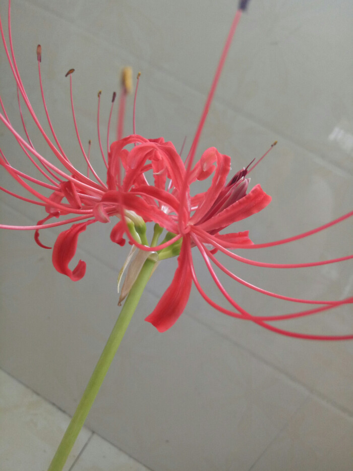彼岸花又名曼珠沙华