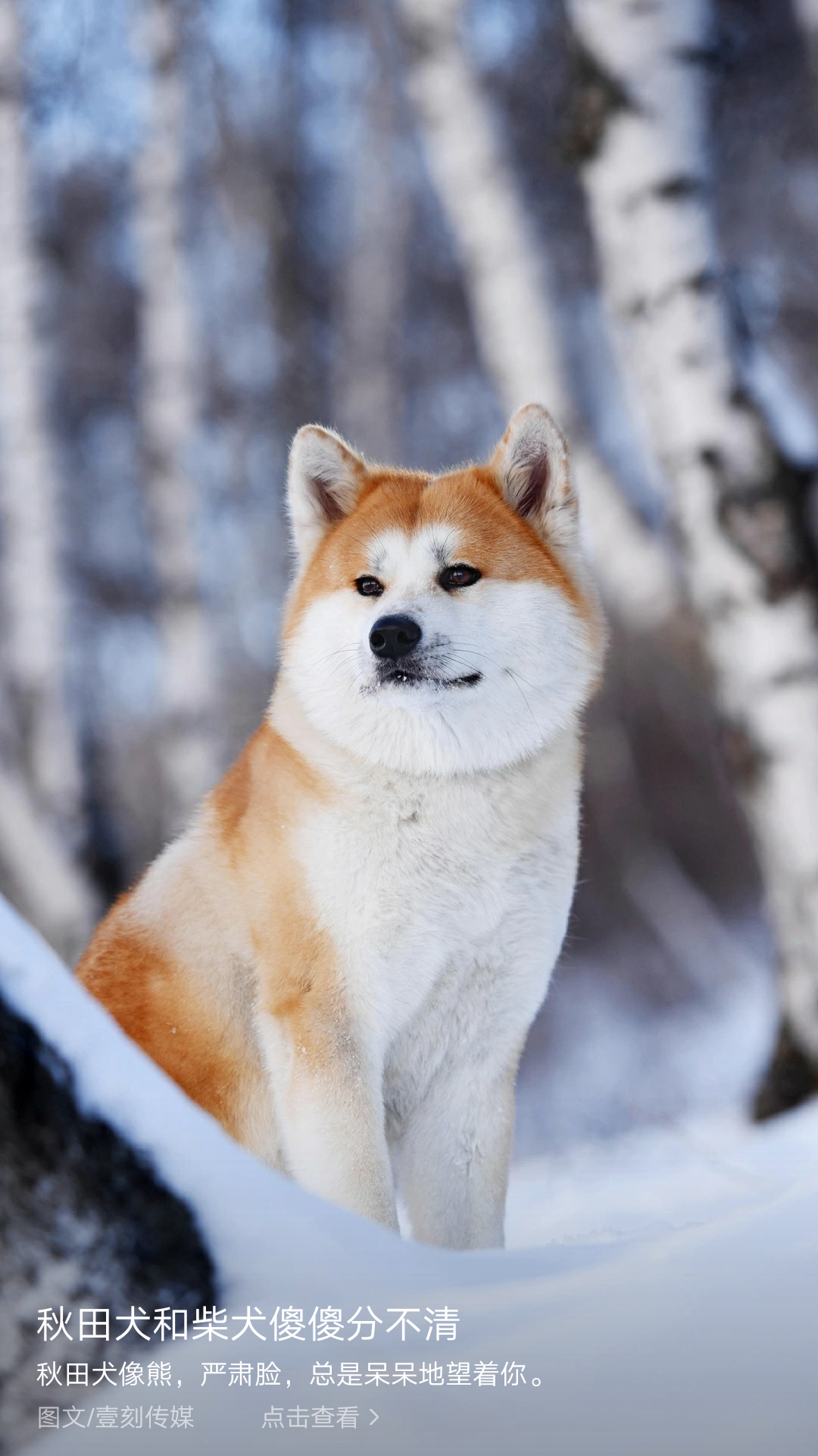 普京的狗秋田图片