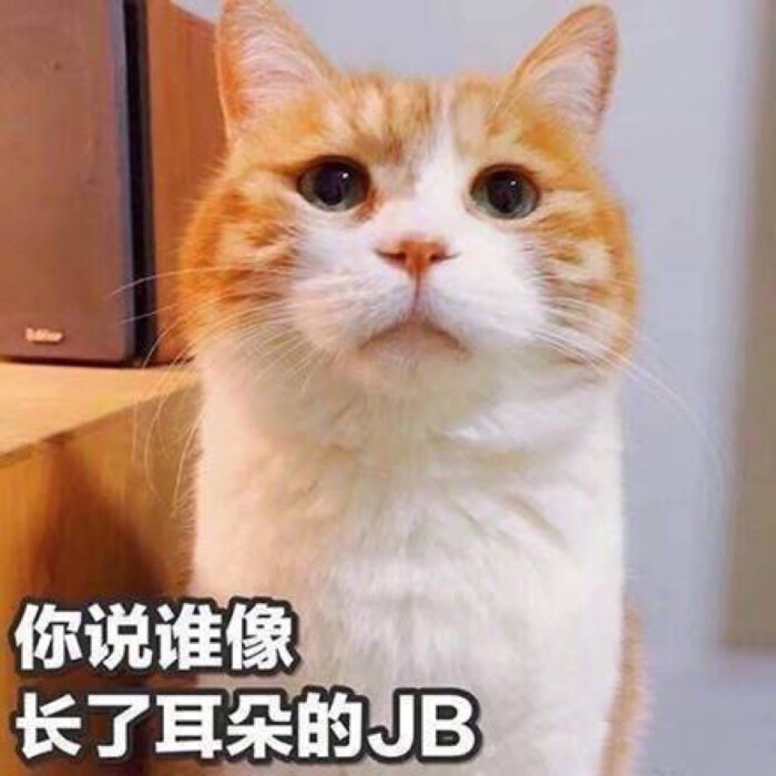 喵喵表情包