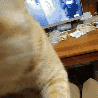 各路来源不明猫咪动图 侵删