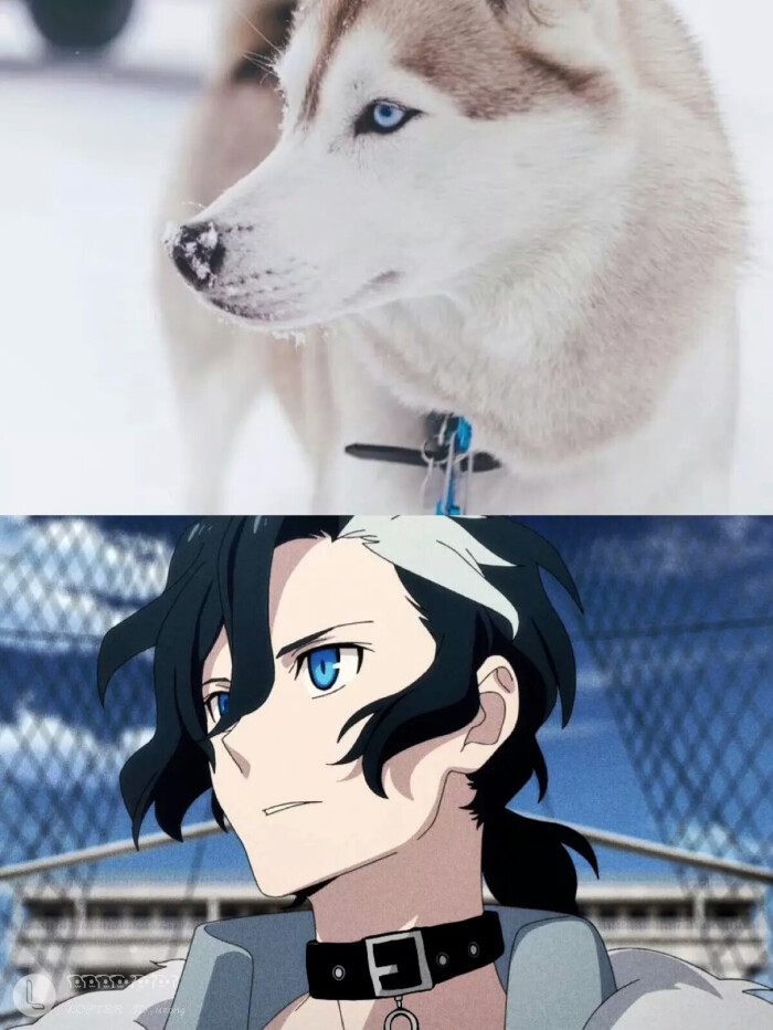 天狼sirius the jaeger