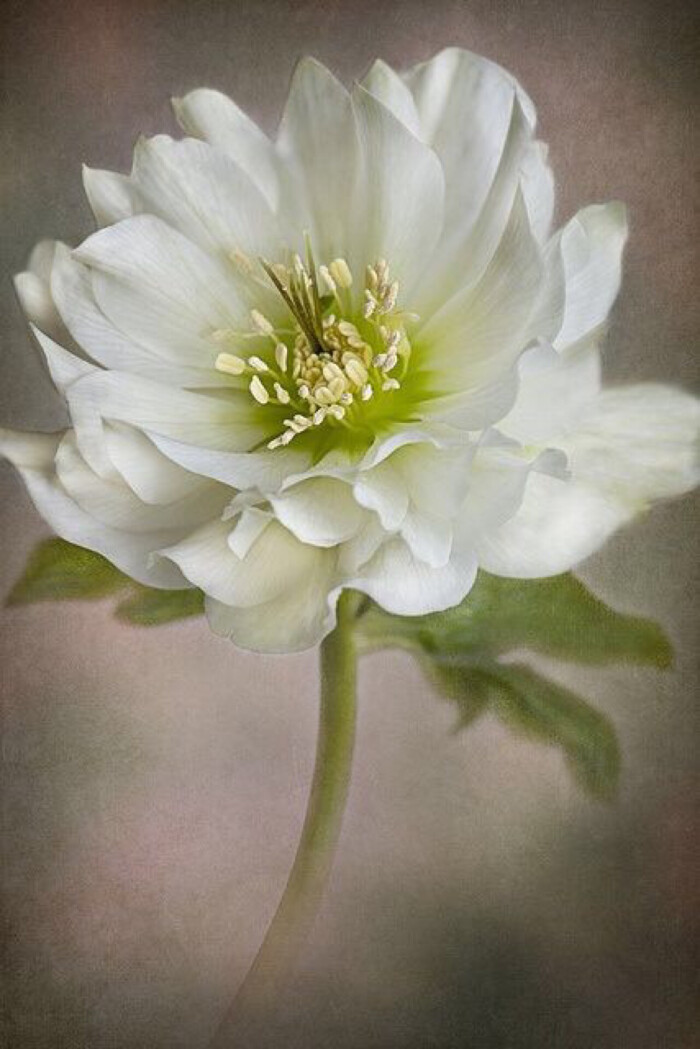 圣诞玫瑰 christmas rose