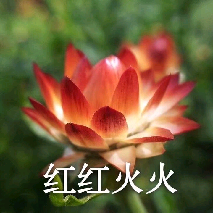 祝各位 好运莲莲!