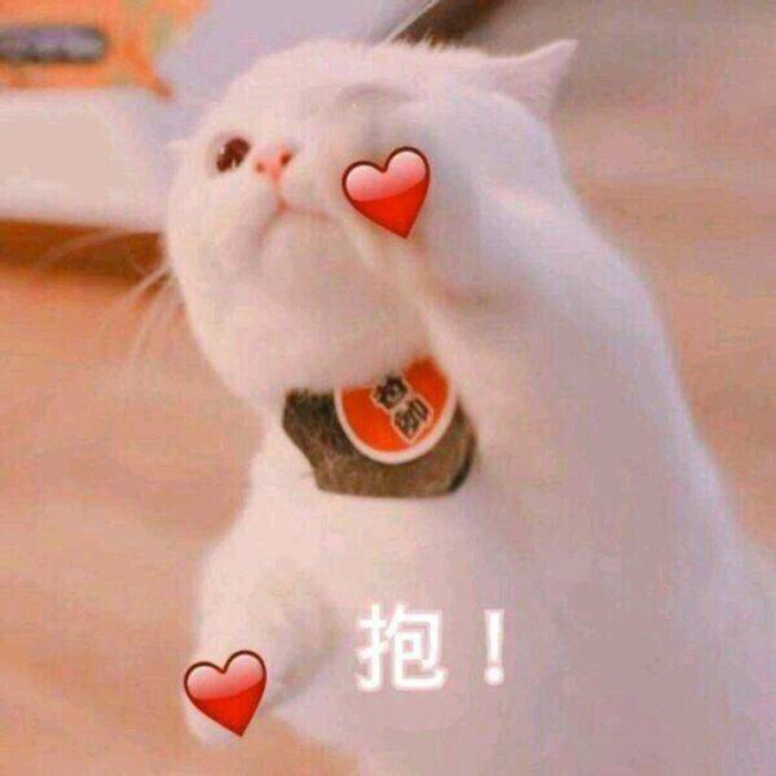 猫表情可爱打游戏搞笑图片图片