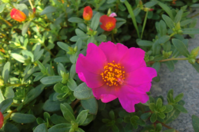 马齿苋花