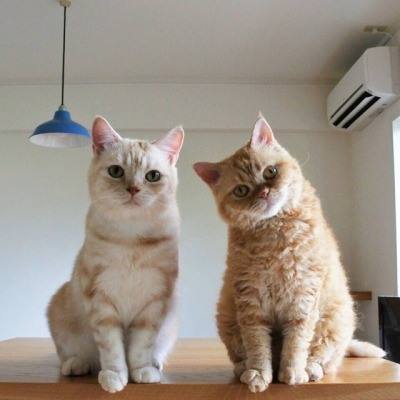 两只恩爱的猫夫妻67676767