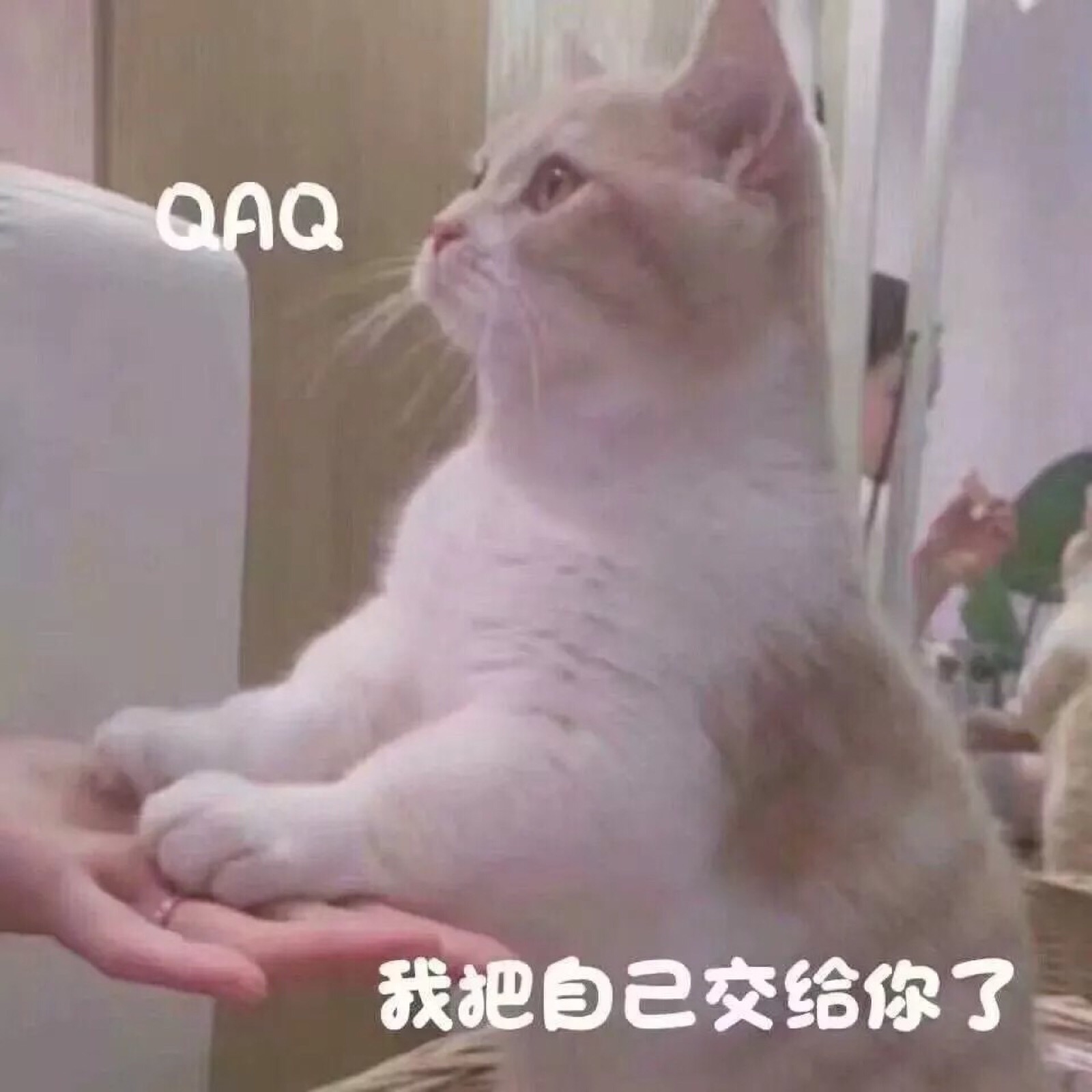 情侣表情包