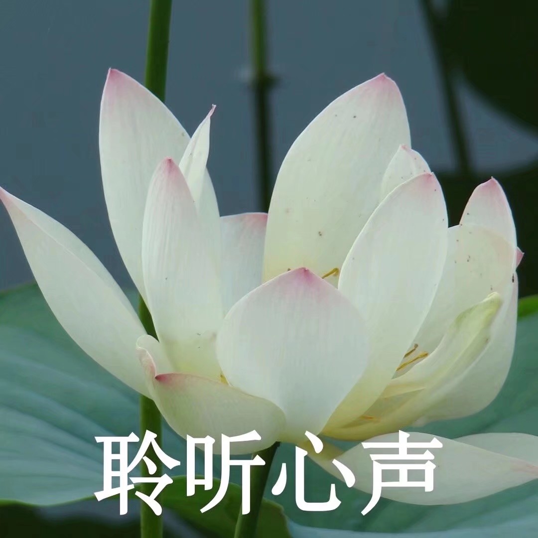沙雕团头 气质荷花