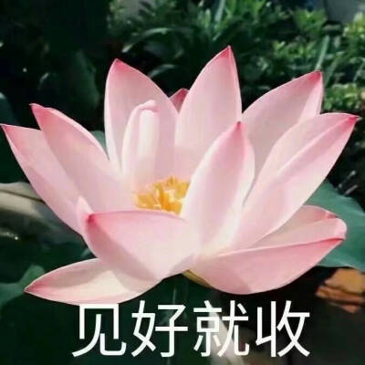 头像 阿姨系列