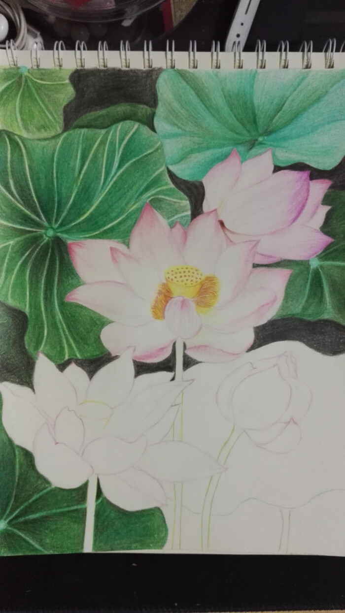 之前一直临摹别人的画,突然决定来一副荷花写生,哈哈!感觉还不错.