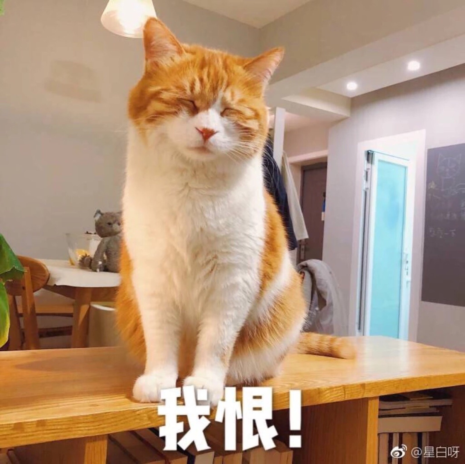 猫咪表情包