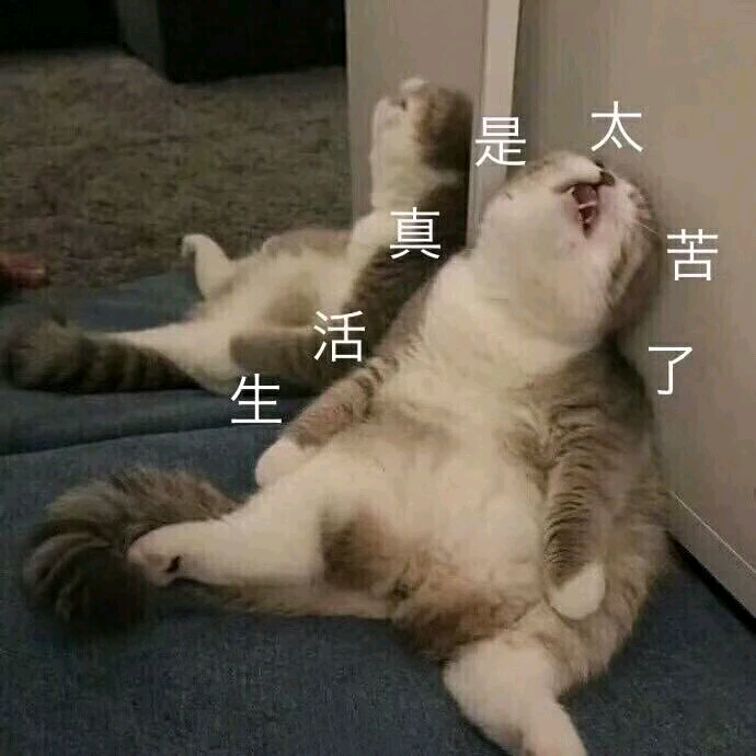 表情包 可爱搞笑