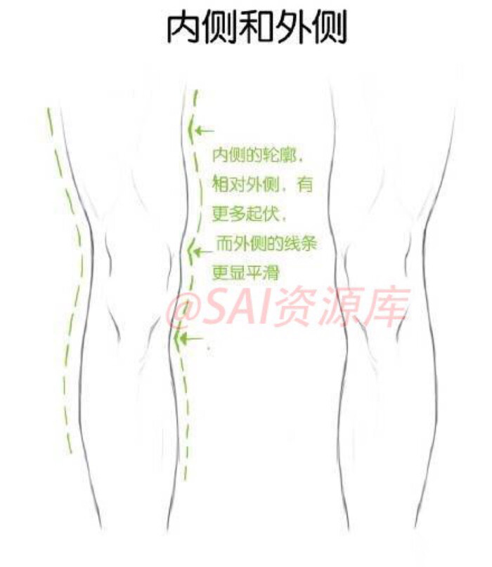 腿部结构,肌肉线条