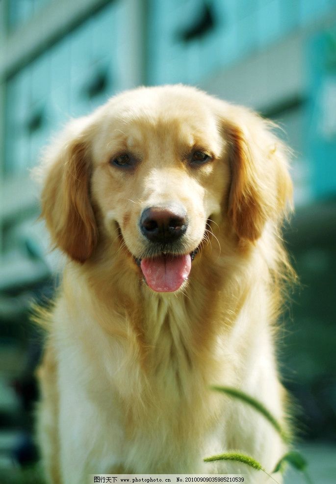61)gou,gou,必胜!